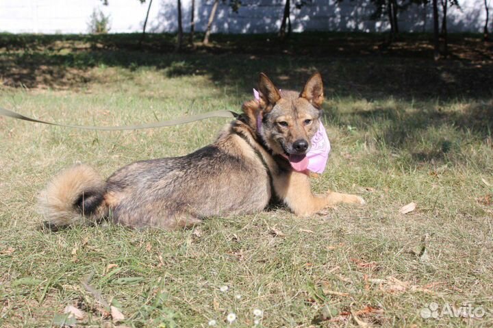 Ласковая Стеша в поисках семьи