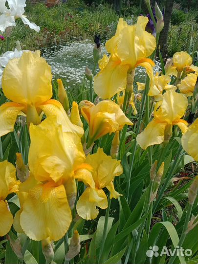 Ирисы разные