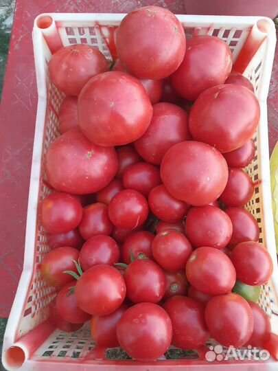 Огурцы свежие домашние, помидора