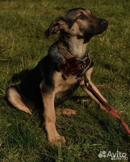 Собаки в добрые руки отдам бесплатно