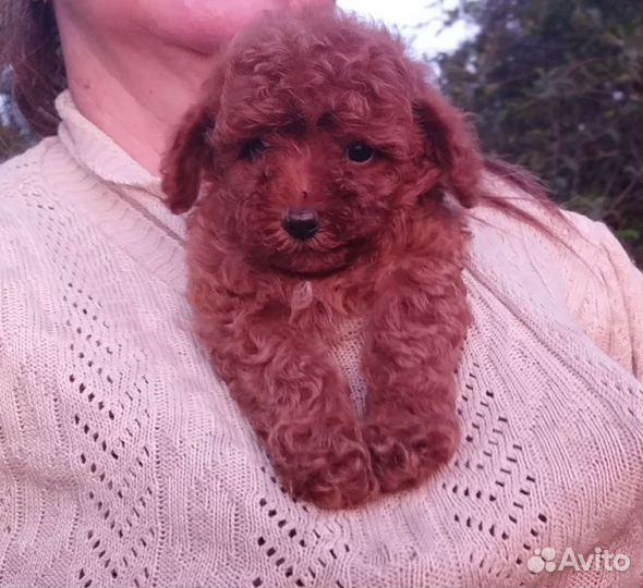 Той-пудель,красные малыши