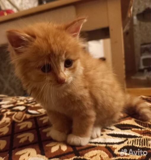 Котёнок мурлыка