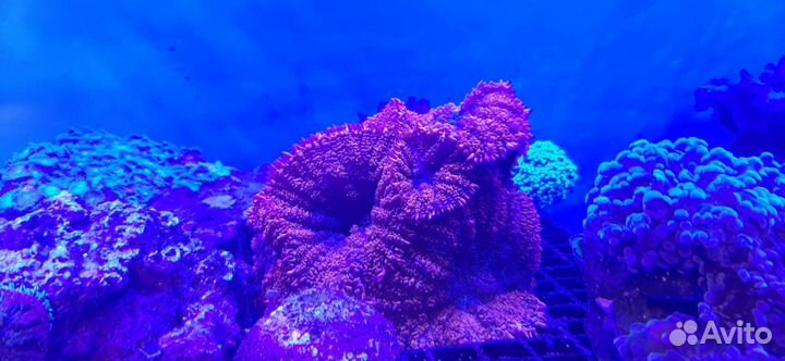 Кораллы, живые камни