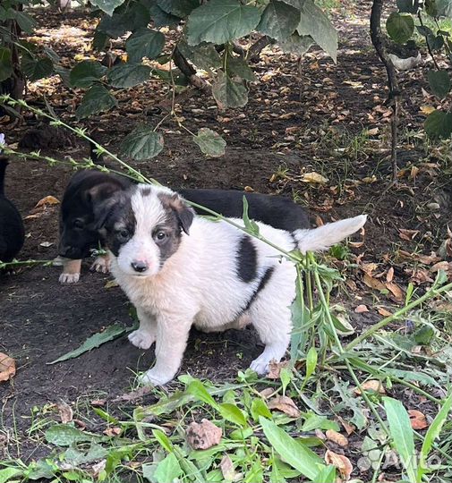 Щенки в добрые руки