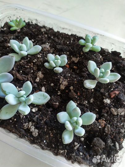 Суккуленты (разные)