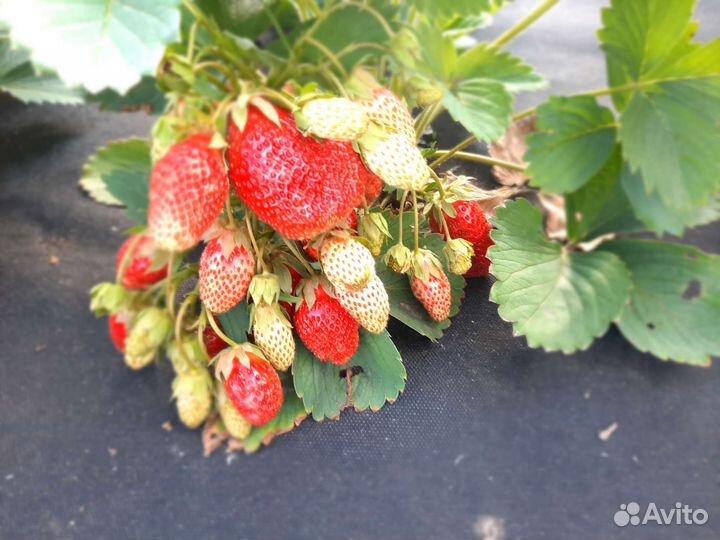 Рассада клубники в стаканчиках, разные сорта