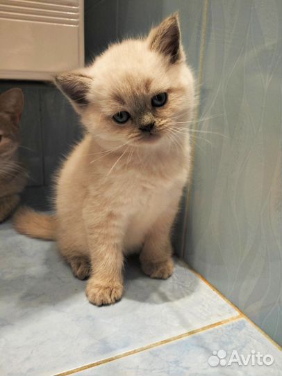 Шотландские кошечки