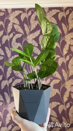 Замиокулькас (доллоровое дерево)