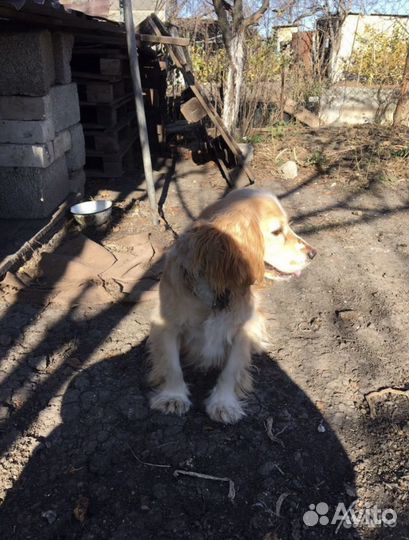 Русский кокер спаниель