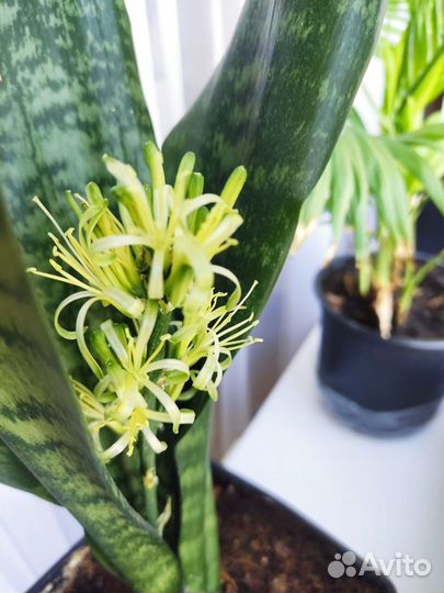 Комнатные цветы