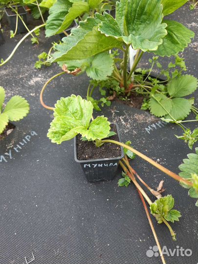 Саженцы клубники