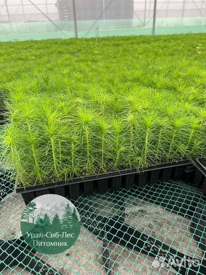 Зкс и окс Сосна Ель Лиственница сеянцы Голуб горн