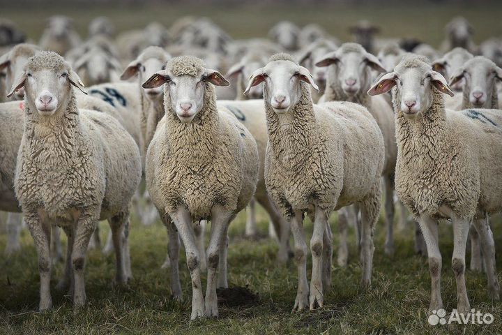 Продажа баранов и овец