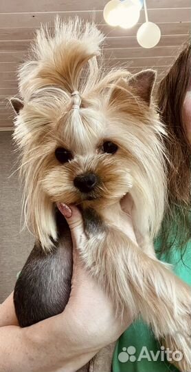 Груминг стрижки собак