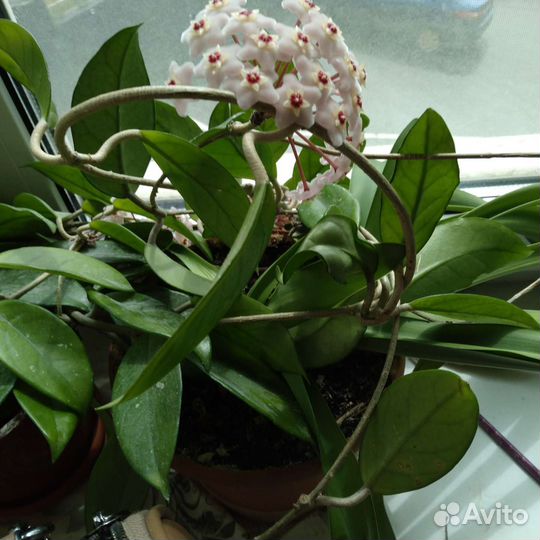 Глоксиния,хойя,денежное дерево