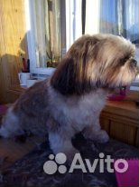 Стрижка собак