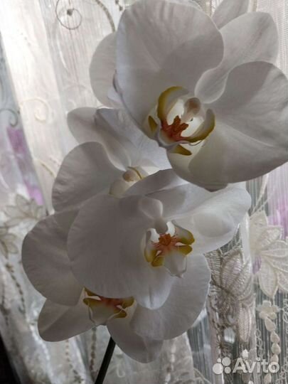 Орхидея фаленопсис