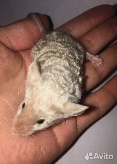 Мышки сатиновые тексель