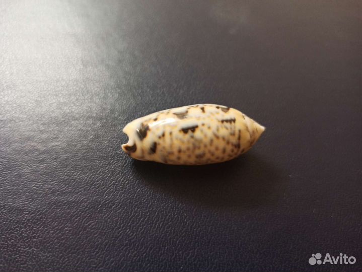 Морская раковина