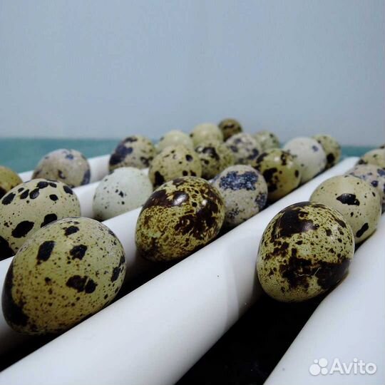 Инкубатор smart household-64