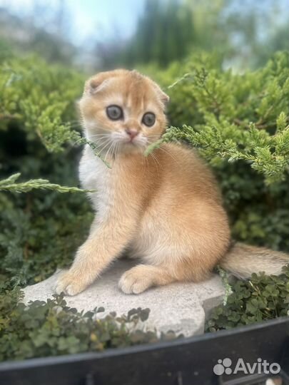 Шотландская