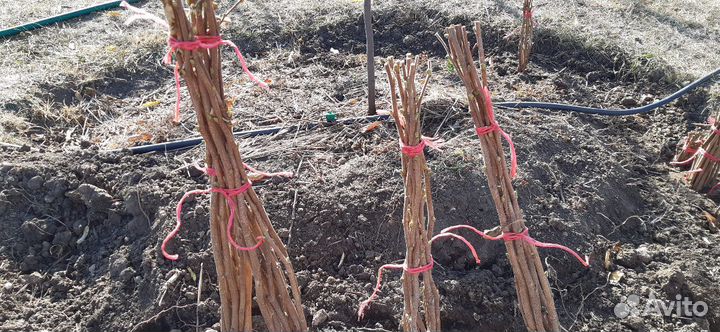 Продам саженцы фундука