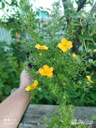 Лапчатка кустарниковая