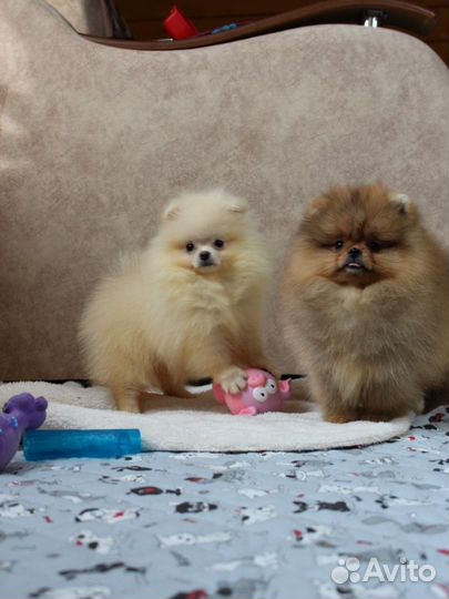 Померанский шпиц мини