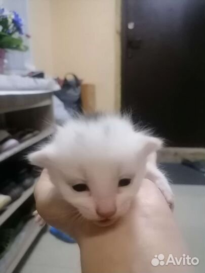 Котята мама бенгалка