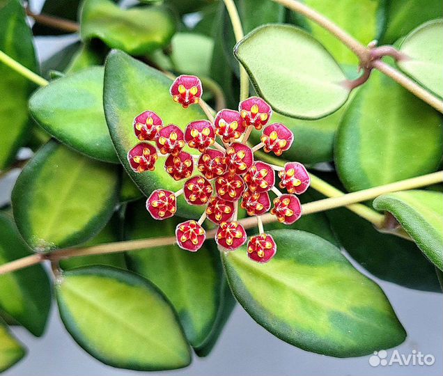 Хойя на срез