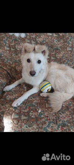 Собака в добрые руки