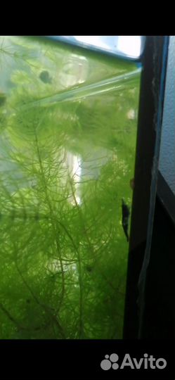 Аквариум. Аквариумные рыбки