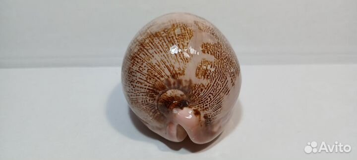 Ципрея Мапа 7,9 морская ракушка раковина