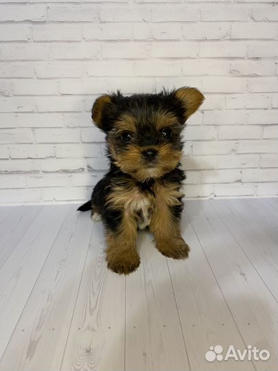 Йоркширский терьер мини девочка