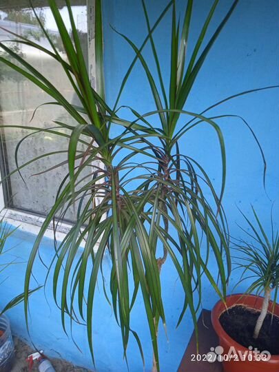 Цветы комнатные