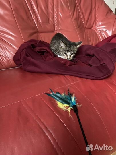 Котенок в добрые руки