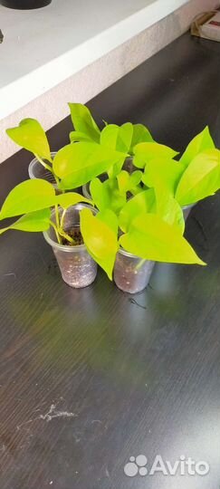 Сциндапсус, бегония и церопегия вуда