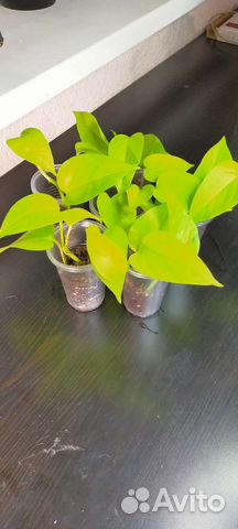 Сциндапсус, бегония и церопегия вуда