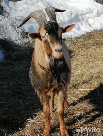 Продается козлик