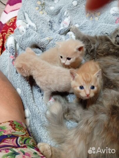 Котятки в добрые руки