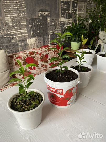 Лимонное дерево