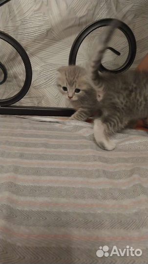 Шотландская вислоухая кошка бесплатно