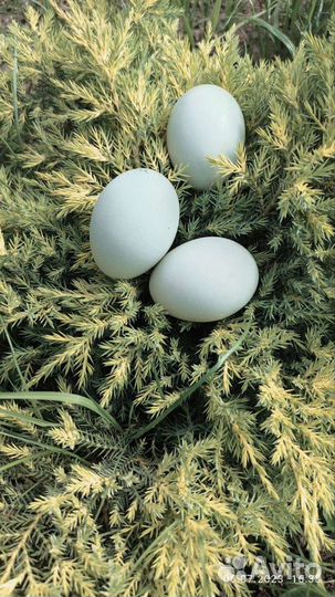 Инкубационное яйцо Амераукана