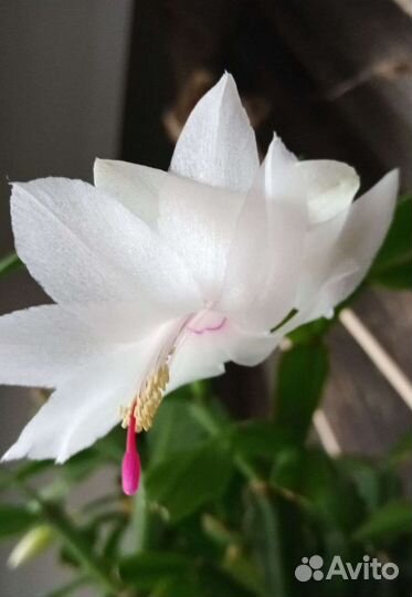 Суккуленты и кактусы: хоббит, хатиора и декабрист