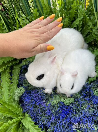 Хотот чистопородный карликовый (короткие ушки)