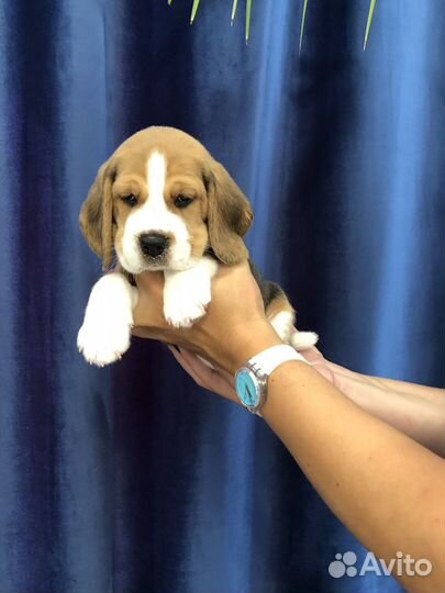 Щенки Бигль