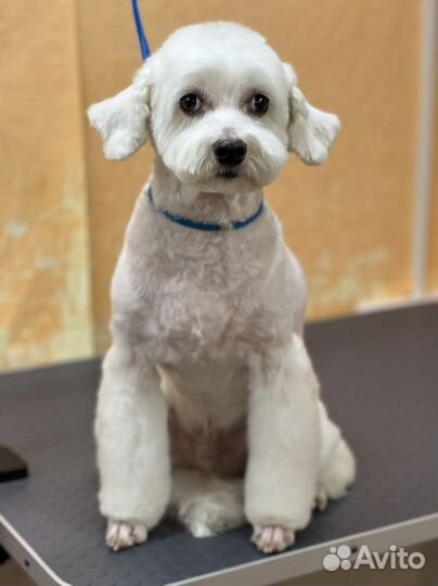 Груминг, стрижка собак и кошек