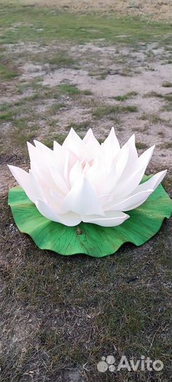 Цветы для фотосессии