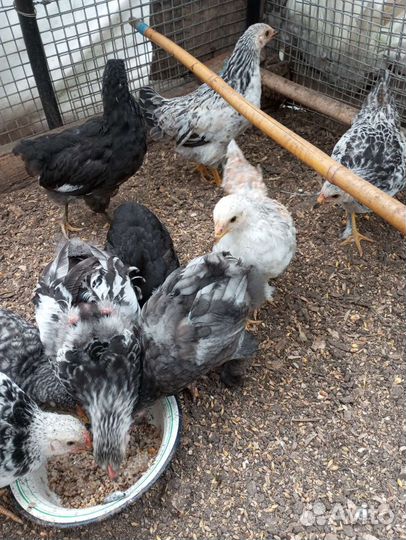 Цыплята и петушок брама