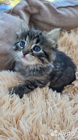 Котята ищут дом